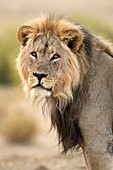 Male African lion