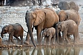 Herd of African elephants at a water hole