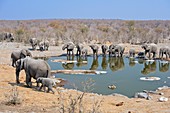 Herd of African Elephants Drinking