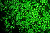 Coral fluorescing green