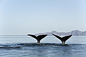 Sperm whale tails