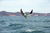 Smoothtail mobula ray leaping