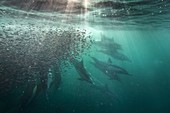 Common dolphins hunting fish