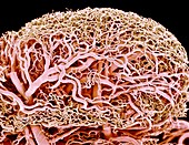 Blood vessels of a lymph node,SEM