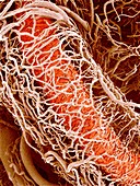 Blood vessels supplying a testis,SEM