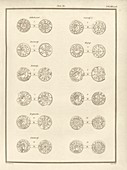 Anglo-Saxon coins,1821