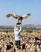 Griffon vulture conservation