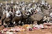 Griffon vultures feeding,Spain