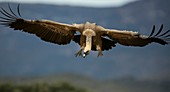 Griffon vulture flying,Spain