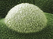 Colocasia Esculenta Leaf Detail