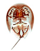 Horseshoe crab,X-ray