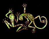 Lizard and frog,X-ray