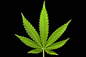 Cannabis sativa leaf