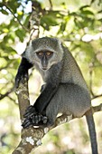 Zanzibar Sykes Monkey