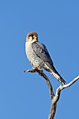 Red-necked Falcon perched on a branch