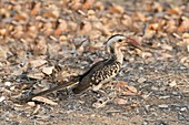 Damara Red-billed Hornbill foraging
