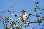 Zanzibar Red Colobus Monkey in a tree