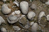 Fossilised Jurassic oyster bed