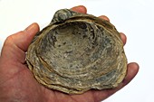 Fossilised extinct Jurassic oyster