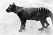 Thylacine,Hobart Zoo,Tasmania