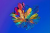 Cysteine crystal,light micrograph