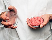 Cultured meat product,conceptual image