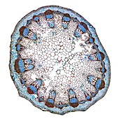 Dahlia stem,light micrograph