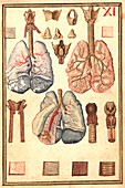 Human lung anatomy,artwork