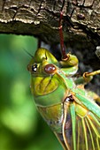 Green grocer cicada