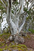 Eucalyptus pauciflora on Mt Timbertop