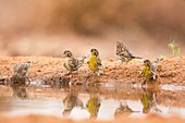 European serin (Serinus serinus)