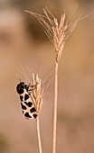 Cymbalophora oertzeni moth