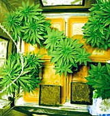 Home Grown Cannabis plants
