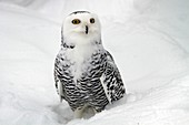 Snowy Owl (Bubo scandiacus)