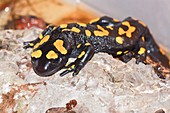 Fire Salamander (Salamandra salamandra)