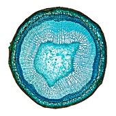 Grapevine stem,light micrograph