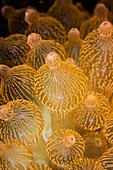 Bubble-tip anemone