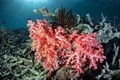 Tree coral