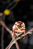 Chestnut cockchafer beetle
