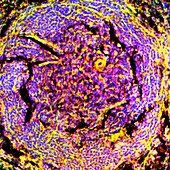 Spleen tissue,fluorescence micrograph
