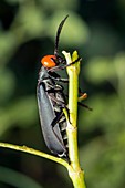 Bean blister beetle