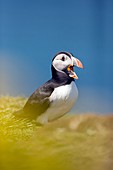 Puffin calling