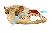 Dromedary camel's nose and skull,artwork