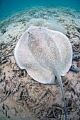 Porcupine ray on coral rubble
