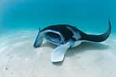 Manta ray resting on sand