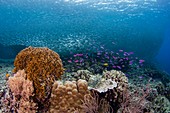 Diverse coral reef in the Philippines