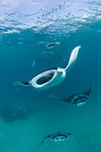 Manta rays in the Maldives