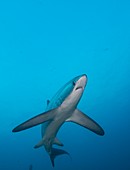 Swimming thresher shark