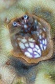 Coral hermit crab in reef
