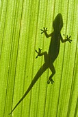 Silhouette of a gecko on a palm frond